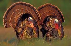 Turkey Hunting