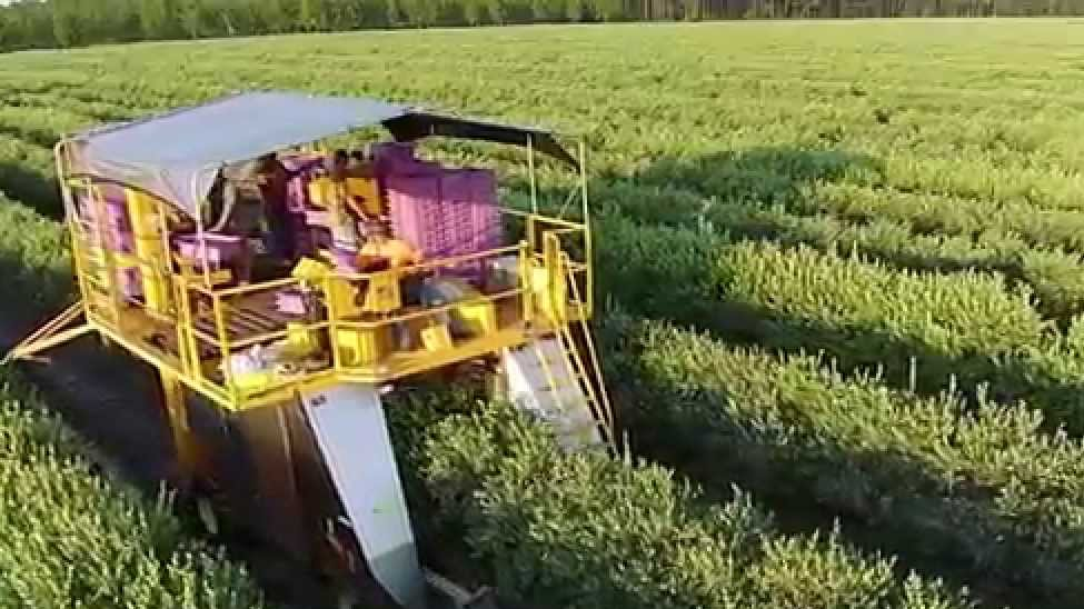 Blueberry Harvesting